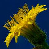 Yellow Wildflower_05305-6
